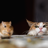 chat et souris